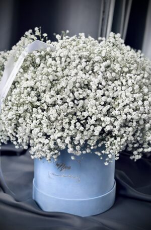 Gypsophila Blaubox